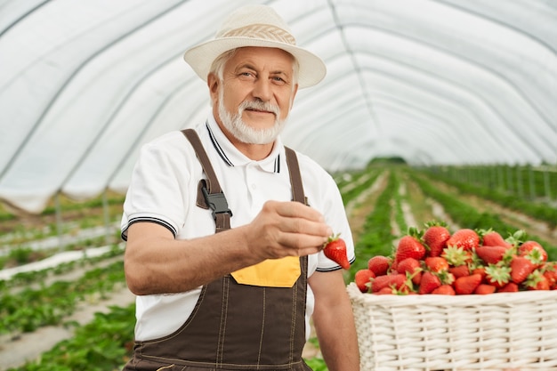 Senior man puts ripe strawberry in basket in greenhouse