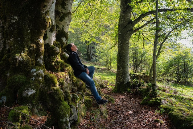 Senior man resting on the trunk of a huge beech tree in the enchanted forest of Alava Spain