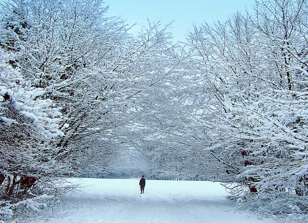 Foto uomo anziano che cammina nel parco in inverno nella nevicata nella nebbia. vecchio solitario.