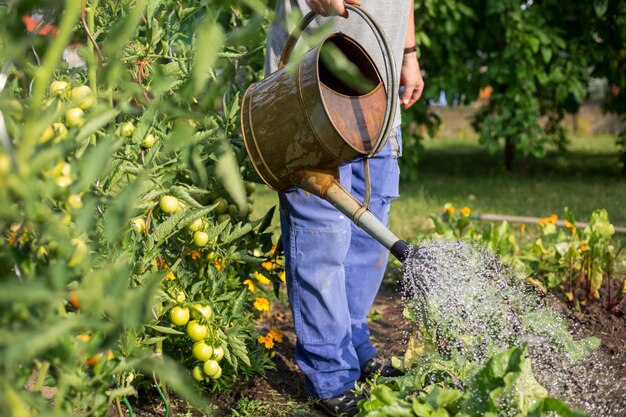 Senior man watering his huge garden with huge arrenge of vegetable, gardening concept