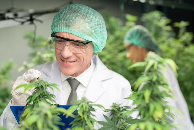 Senior man and woman scientist checking and analysis cannabis hemp plants in cannabis indoor farms