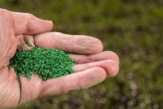 Senior mannelijke blanke hand met groen gecoate graszaden voor het repareren van gazon met een nieuw droogtebestendig mengsel