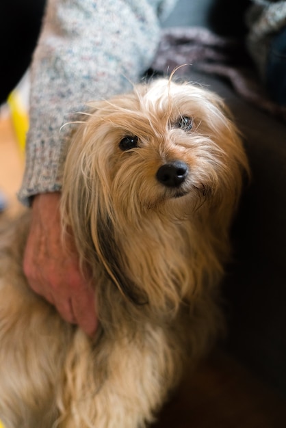 長い髪の血統の犬を手で包んだ年配の男性。