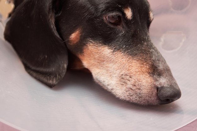 Senior pet with white paws ond nose. elderly dog lying on a bed\
sick with vet plastic elizabethan collar on neck. a dachshund in a\
dog collar. treatment of pets. veterinary clinic for dogs