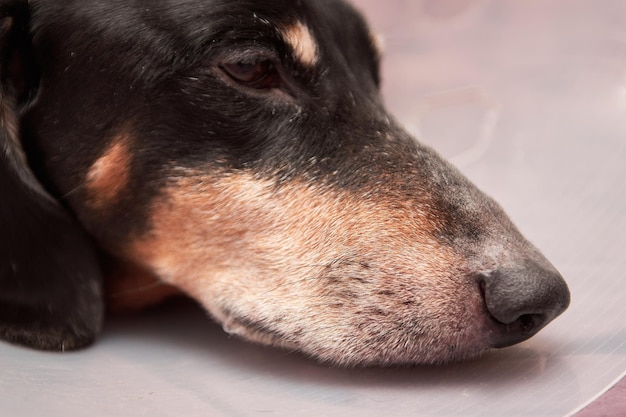 Senior pet con zampe bianche e naso. cane anziano sdraiato su un letto malato con collare elisabettiano di plastica veterinaria sul collo. un bassotto in un collare per cani. trattamento degli animali domestici. ambulatorio veterinario per cani