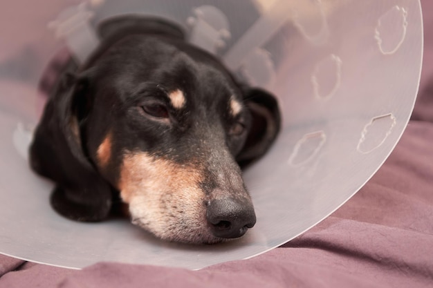 Senior pet with white paws ond nose. elderly dog lying on a bed\
sick with vet plastic elizabethan collar on neck. a dachshund in a\
dog collar. treatment of pets. veterinary clinic for dogs