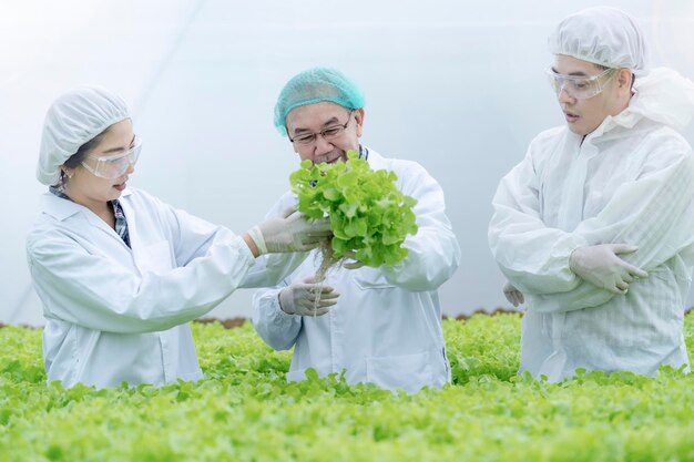 Senior scientist and worker farmer checking lettuce vegetable hydroponics in lab. Asian man preparing to harvest organic plant. industry of agriculture. Young man taking lettuce from growing tray.