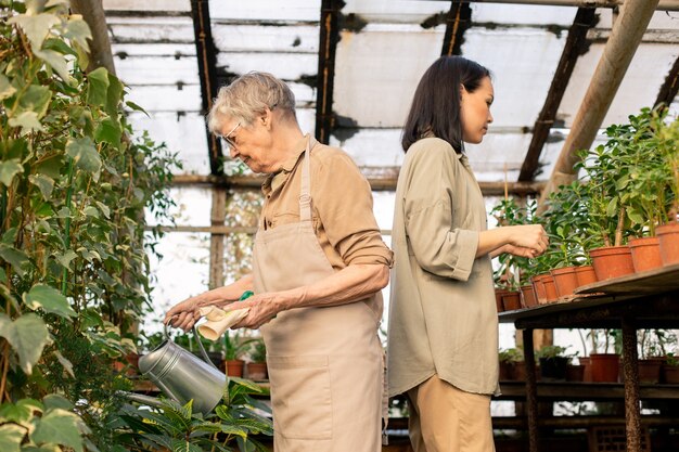 Senior tuinman in schort planten uit kan, terwijl Aziatische vrouw bladeren van potplanten in kas onderzoekt