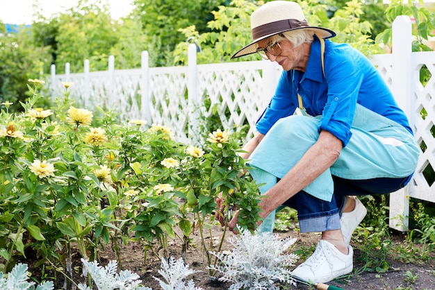 Senior tuinman planten van bloemen