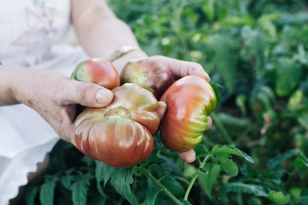 Senior vrouw die tomaten met de hand plukt in een moestuin