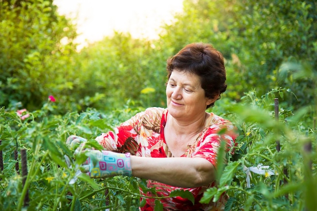 Senior vrouw in een moestuin tomaten vastbinden