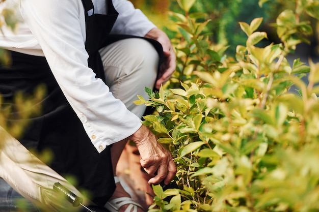 Senior vrouw is overdag in de tuin Conceptie van planten en seizoenen