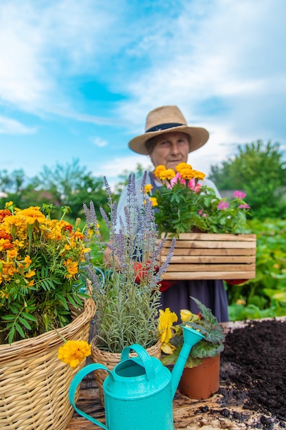 Senior vrouw plant bloemen in de tuin Selectieve aandacht