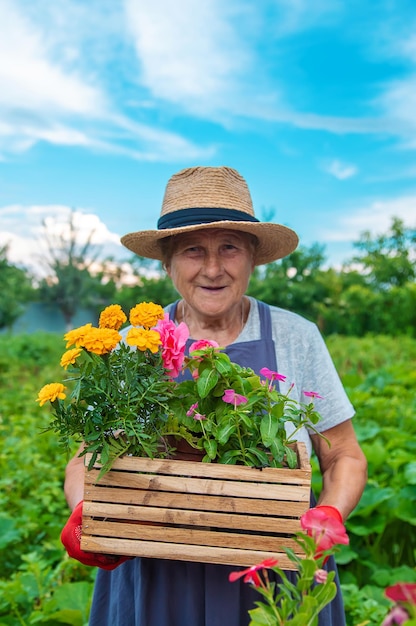 Senior vrouw plant bloemen in de tuin Selectieve aandacht