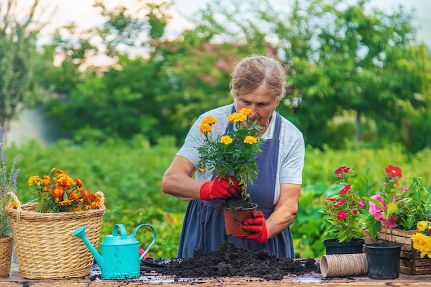 Senior vrouw plant bloemen in de tuin Selectieve aandacht