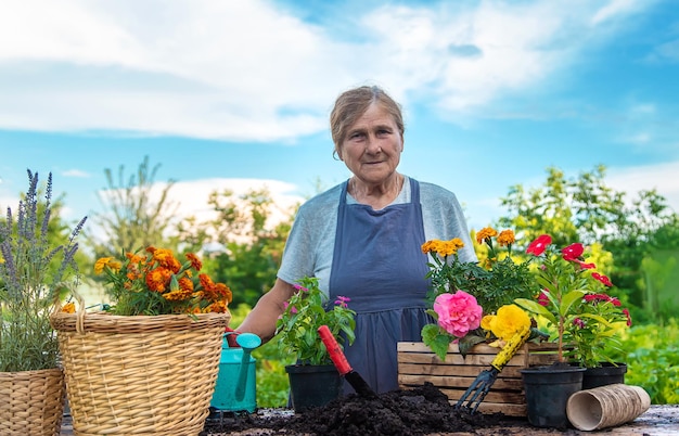 Senior vrouw plant bloemen in de tuin Selectieve aandacht