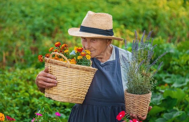 Senior vrouw plant bloemen in de tuin Selectieve aandacht