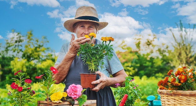 Senior vrouw plant bloemen in de tuin Selectieve aandacht