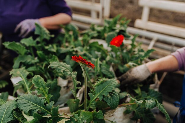 Senior vrouw plant een zaailing foutjes