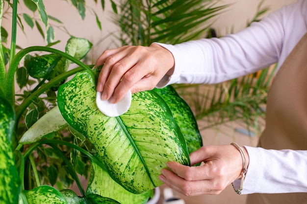 Senior vrouw veegt een groen blad van dieffenbachia af en zorgt voor een plant in een pot