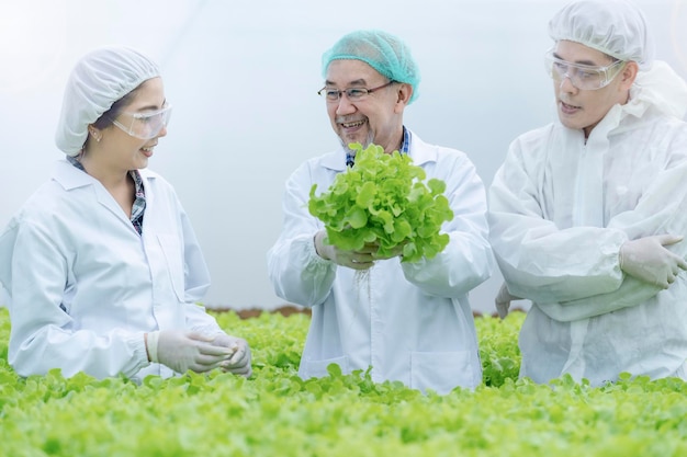 Senior wetenschapper en boer controleren sla plantaardige hydrocultuur in lab. Aziatische man bereidt zich voor om biologische planten te oogsten. industrie van de landbouw. Jonge man die sla uit de kweekbak neemt.