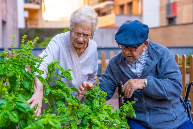 Senior woman arranging plans in an urban garden in geriatric