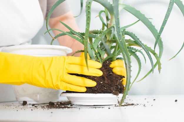 屋内で黄色い手袋で植物の世話をする年配の女性