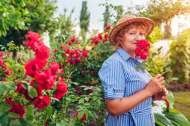 Senior woman gardener gathering roses flowers in garden. Middle-aged woman smelling pink roses. Gardening hobby concept