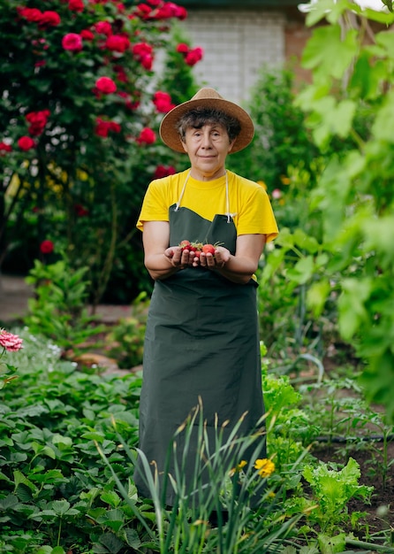 모자를 쓴 고위 여성 정원사는 마당에서 일하며 딸기를 재배하고 수확합니다. 원예 농업과 딸기 재배의 개념