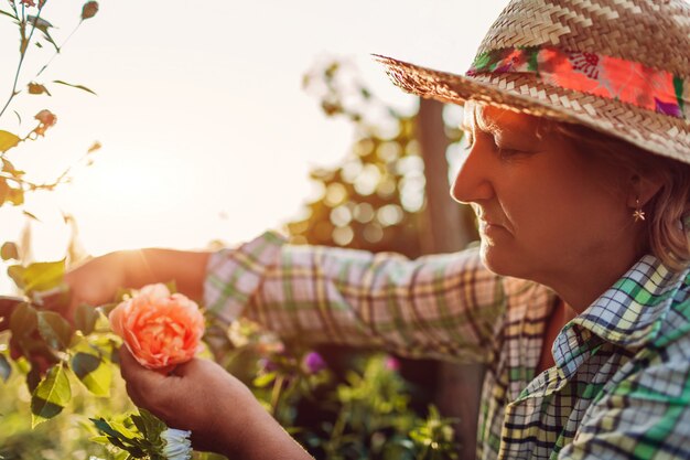 Senior woman gathering flowers in garden. Middle-aged woman cutting roses off.