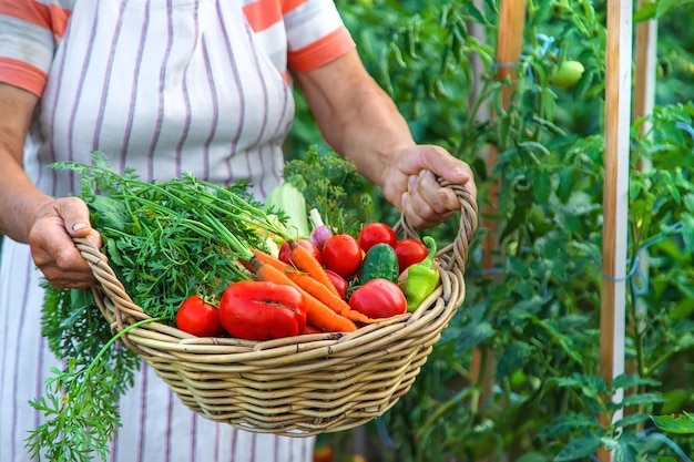 정원에서 야채를 수확하는 수석 여성 선택적 초점