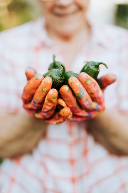 Foto donna maggiore che tiene i peperoni organici del jalapeno dal suo proprio giardino