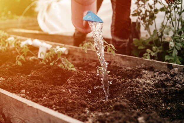 Senior woman irrigate water from a watering can into the soil in the garden bed for planting seedlings of organic tomato plant sprouts in the backyard of homesteading subsistence agriculture flare