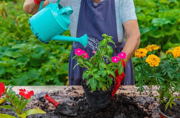 年配の女性が庭に花を植えている セレクティブ フォーカス