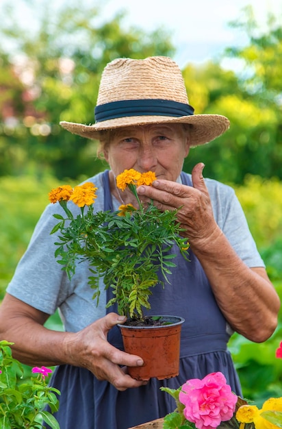 Senior woman is planting flowers in the garden Selective focus