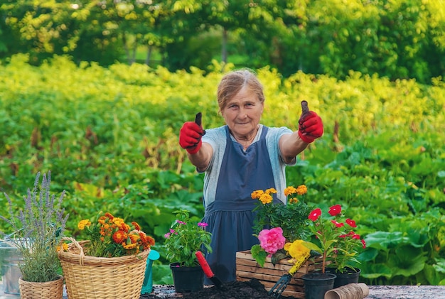 年配の女性が庭に花を植えている セレクティブ フォーカス