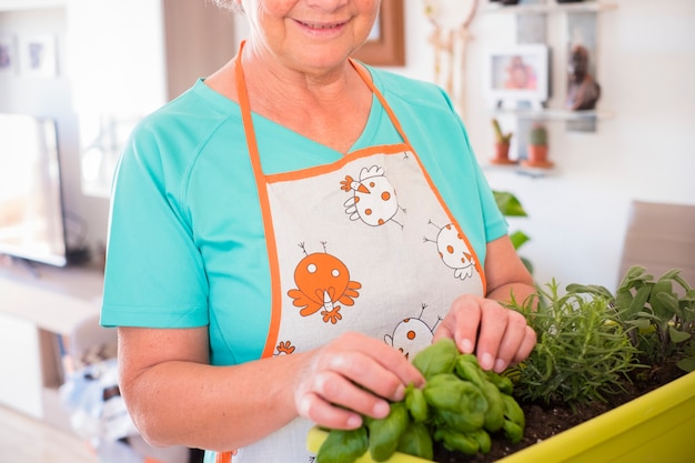 Senior woman planting a plant at home indoor - woman retired and mature with glasses outdoor checking her product or her plants - caucasian woman