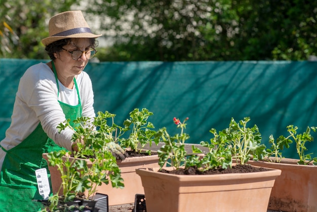 年配の女性が屋外の鉢植えのゼラニウムの花