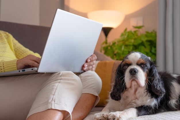 Senior woman relaxing on sofa at home using laptop lose to her cavalier king Charles spaniel dog