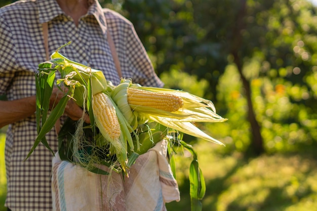 Senior woman remove raw fresh corn skin on the farms