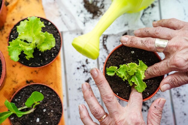 地球の日に菜園の持続可能性で植物の世話をする年配の女性