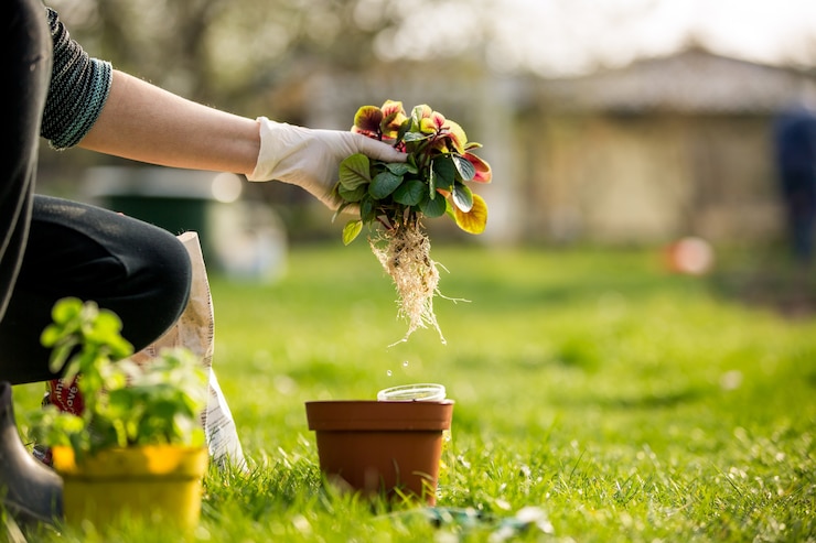 Photo senior woman transplanting some flowers to a pot, gardening concept