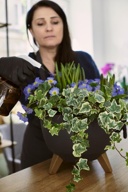 Senior woman transplants flowerpots indoor