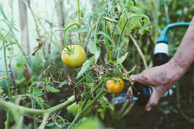 温室で熟していない野菜に水をまく年配の女性