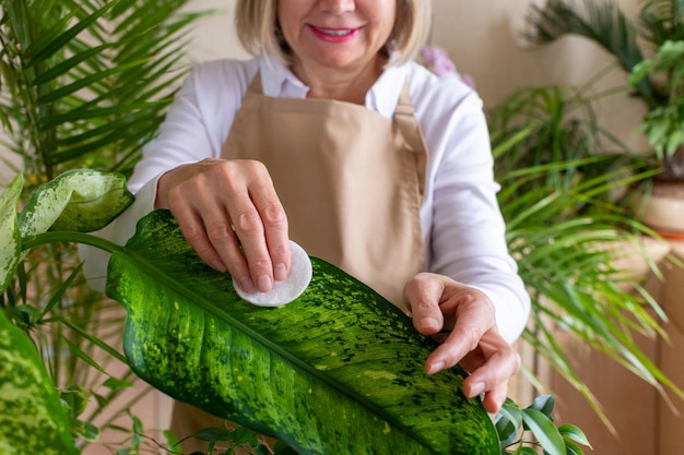 Senior woman wipes a green leaf of Diphenbachia cares for a plant in a pot