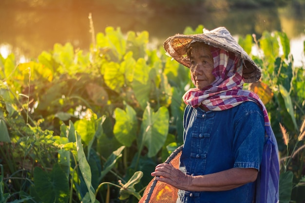 senior woman working in farm
