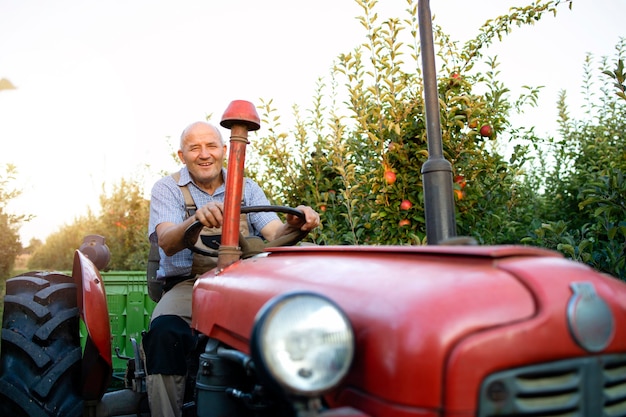 Senior worker driving his old retro styled tractor machine through apple orchard.