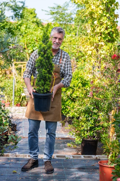 Senior Worker Transferring Abeto Plant to Display in Colorful Plant and Flowerfilled Nursery