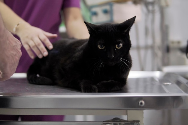 Senior zwarte kat bij dierenarts met dokter39s hand