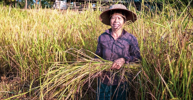 A seniors Asian woman farmer harvesting rice in a field rice plants in golden yellow in rural